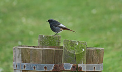 Phoenicurus ochruros