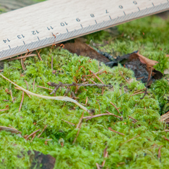 Herzogiella seligeri