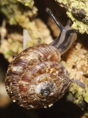Phacussa lucetta