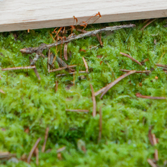 Herzogiella seligeri