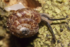 Phacussa lucetta