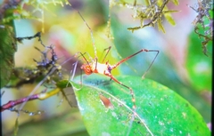 Ventrivomer ancyrophorus