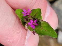 Cuphea carthagenensis