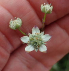 Alepidea woodii