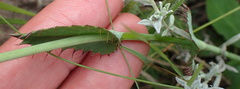 Alepidea woodii