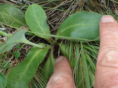 Alepidea woodii