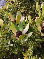 Leucadendron strobilinum