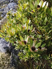 Leucadendron strobilinum