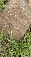 Alepidea woodii