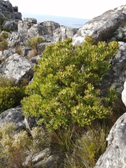 Leucadendron strobilinum