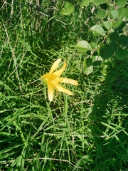 Hemerocallis