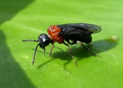 Eutomostethus ephippium