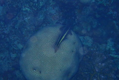 Paracirrhites forsteri