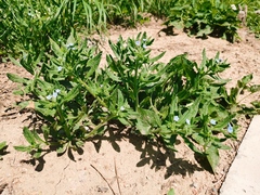 Bothriospermum secundum