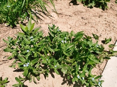 Bothriospermum secundum