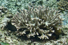 Acropora pulchra
