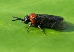 Eutomostethus ephippium