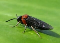 Eutomostethus ephippium