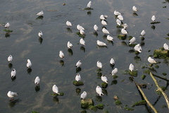 Chroicocephalus ridibundus