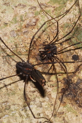 Forsteropsalis inconstans