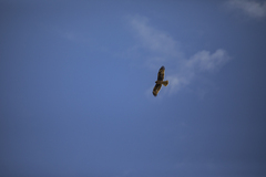 Hieraaetus morphnoides