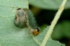 Euura hypoxantha
