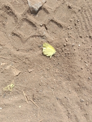 Eurema hecabe