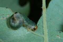 Euura hypoxantha