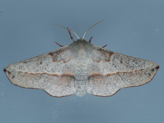 Antictenia punctunculus