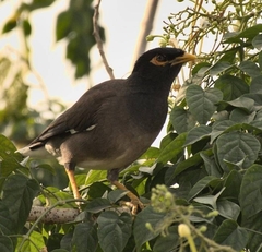 Acridotheres tristis