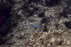 Acanthurus lineatus