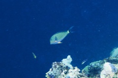 Acanthurus lineatus