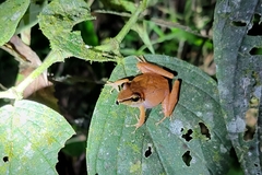 Pristimantis achatinus