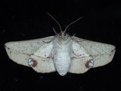 Antictenia punctunculus