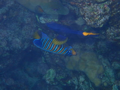 Pygoplites diacanthus