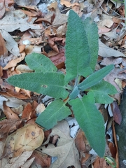 Salvia spathacea