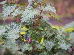 Urtica incisa