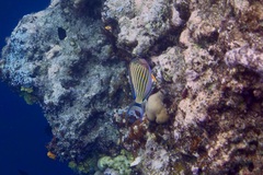 Acanthurus lineatus