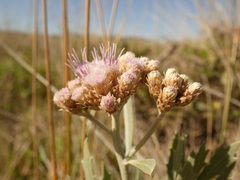 Tessaria absinthioides