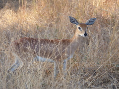 Raphicerus campestris