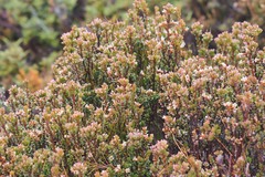 Epacris serpyllifolia