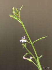 Wimmerella arabidea
