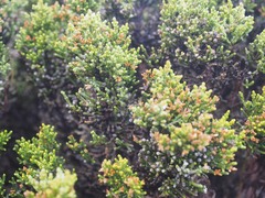 Ozothamnus hookeri