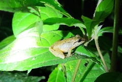 Pristimantis w-nigrum