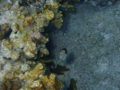 Canthigaster valentini