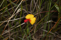 Isotropis cuneifolia