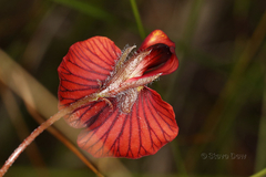 Isotropis cuneifolia