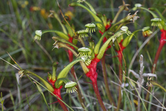 Anigozanthos bicolor