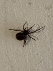 Steatoda