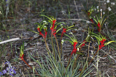 Anigozanthos bicolor